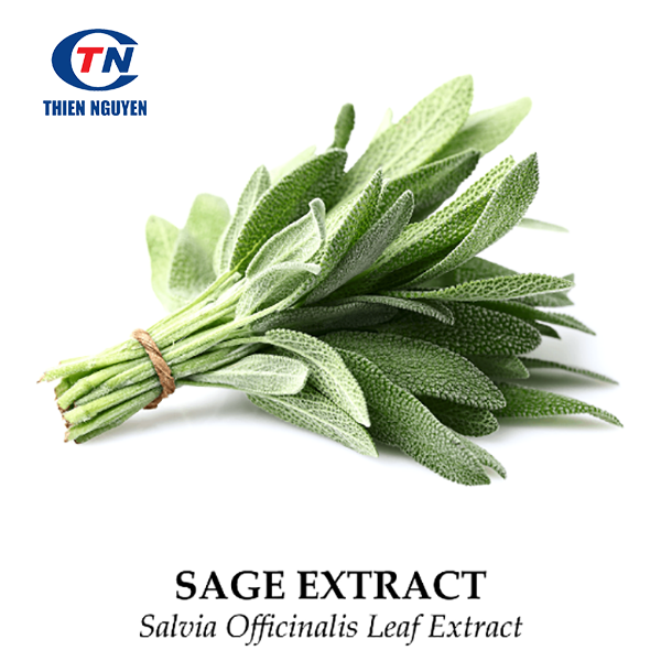 Salvia Officinalis Extract Chiết xuất cây xô thơm